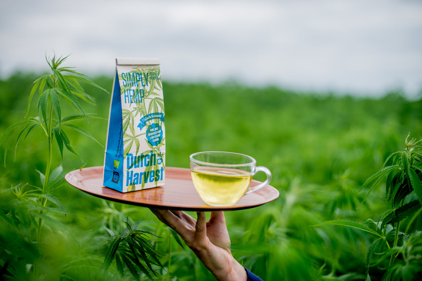 (5 pack) Dutch Harvest - Simply Hemp - Pure hemp tea - Organic